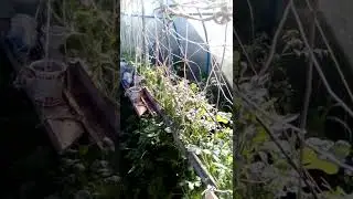 #zoom