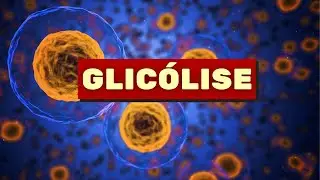 Glicólise - Fisiologia Humana