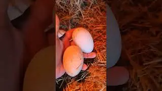 Гуси делают кладку яиц 🪿