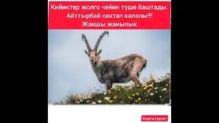 Кийиктер жолго чейин түшүп атат, аттырбай сактап калалы кыргыз элим!!! жакшы жаңылык
