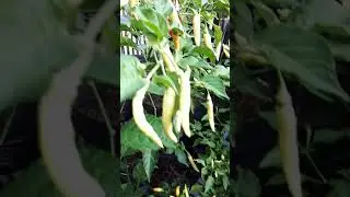 Zakia garden panen cabe