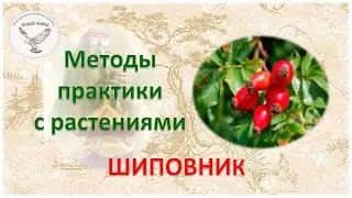 Шиповник. Энергетические методы практики с растениями и травами.