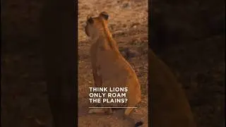 Discover the incredible world of lions firsthand with us!  #southluangwa #luangwavalley #lion #fyp