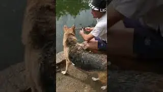 Второй раз собака нырять не захотела.