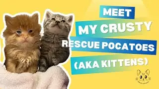 Meet My Crusty Rescue Foster Pocatoes (aka baby kittens)!