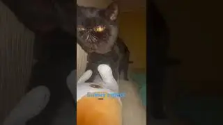 Ваш доктор кототерапия