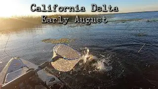 Early August Bass Fishing - California Delta Kayak Fishing