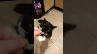 Прикол Кошка Ляся и оливки.28 марта 2020 г.