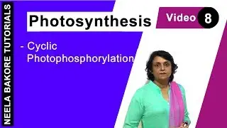 Photosynthesis | NEET | Cyclic Photophosphorylation | Neela Bakore Tutorials