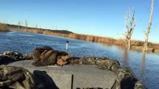 Cape Fear River Duck Hunting