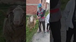 KEMAL DAYININ DEVVVV KOÇU #koyun #coban #shorts #beniöneçıkart #kangal