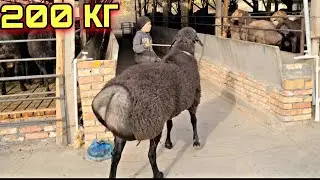 200 КГ КУЧКОР БОЛАДИМИ