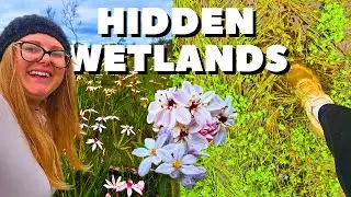 Finding a Field of Wildflowers in a Hidden Perth Wetlands