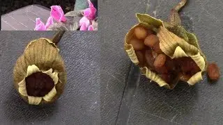 Cyclamen from seeds to shoots!