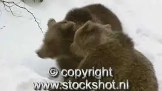 brown bear - bruine beer - ursus arctos