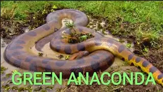Green Anaconda - Heaviest Snake In the World #green #anaconda #snake #video #wildlife