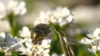 Video of a little one, that's totally cute! Nature video by Dennis Herzog Youtube Channel, free
