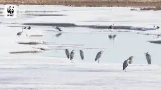 Год журавля. Выпуск №1.  Они прилетели на родину The Year for the Crane-2020. They came back home