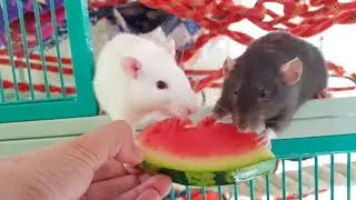 Rats Eating Watermelon | Cooling off on a hot Day