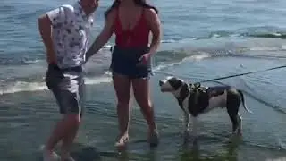 Man Falls Into Lake Right Before Proposing To Girlfriend | Viral Video