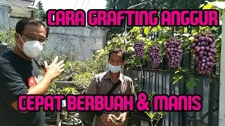 Cara Mudah Sambung Anggur Impor | Grafting anggur | Okulasi Anggur | Hendrishu