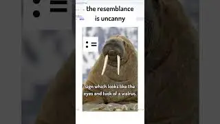 How to use the walrus operator in Python 🐍🦭