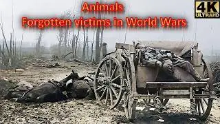 Shocking photos of animals during the world wars | the forgotten victims