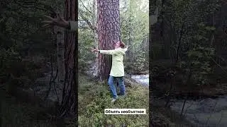 Гигантская сосна у водопада Девичьи косы