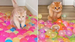 Moments My Cats Made Me Question Their IQ #13