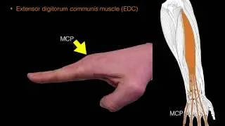 Forearm extensor muscles