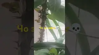 д