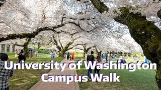 Binaural Walk to UW Cherry Blossoms & Campus Spring 2021
