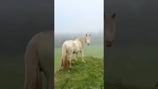 #лошади