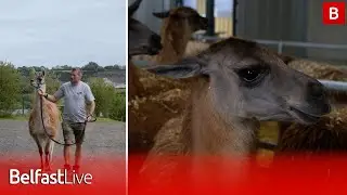 We visited the new NI attraction that allows you to get up close and personal with Llamas