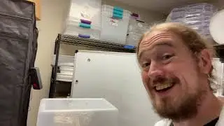 Mushroom care and feeding at home - maintaining humidity levels with domes and montotubs