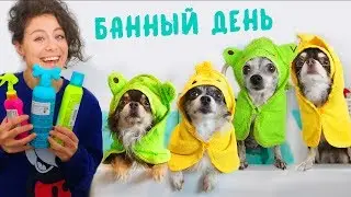 Собаки купаются! Банный День для питомцев! Что натворила Юми? Чем отличается Эйван от девочек?!