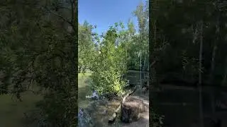 «А может быть и не было любви». Нина Орлова авторское исполнение #актив #стихи #live #поэзия #live