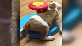 New Ultimate Funny Animals Compilation 2019