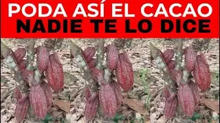 PRUNING IN COCOA CCN51: THE SECRET OF SUCCESS IN COCOA THAT NO ONE TELLS YOU