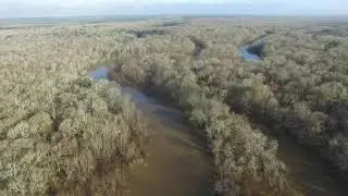 Ivory-billed Woodpecker Habitat in the Choctawhatchee River Swamp