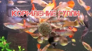 СЕКРЕТЫ КОРМЛЕНИЯ ГУППИ