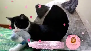 💓Маленькая зажигалочка🐱 розового мира - спинальник Тедди 🌱