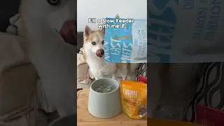 Pomsky Dog Waiting For Her Bowl 🥰 Charmy Pet Dog Food Review #shorts #doglover #youtubeshorts
