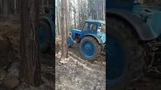 МТЗ 50 забуксовал 