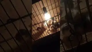 Ayam seharga Motor Menetas Ayam Kolonial nih ...