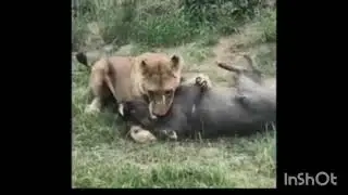 Lion vrs warthog II warthog life
