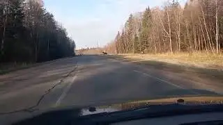 Лось выбежал на Полимировскую дорогу. Новополоцк