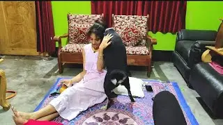 My Dog ​​Shinchan Is Doing This Because He Has Learned Something New He Only Does This At Night