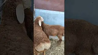 Баранчики 2024г тел 89064759218