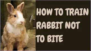 How To Train Rabbit Not To Bite